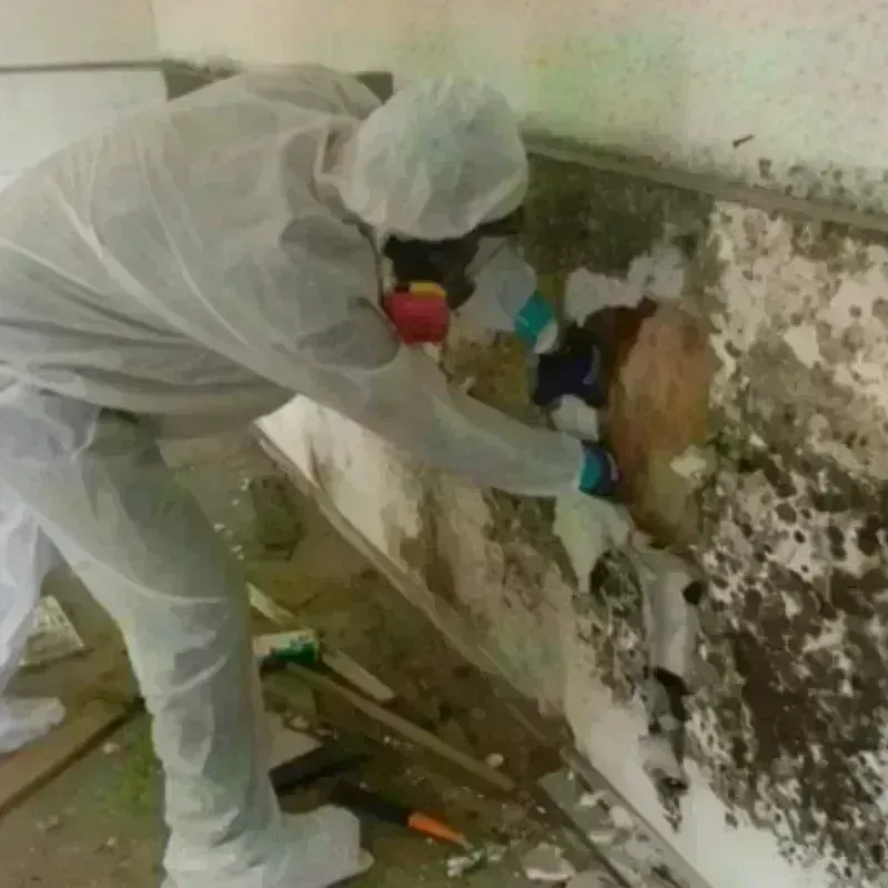 Mold Remediation and Removal in Hudson, FL